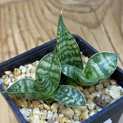 SH38734 Sansevieria hahnii ‘Zebra’