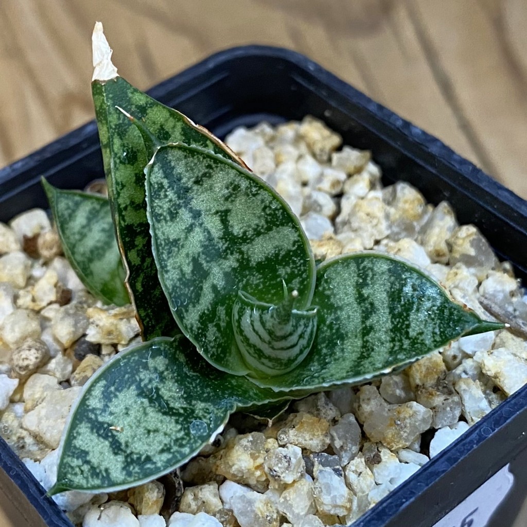 SH38735 Sansevieria hahnii ‘Zebra’