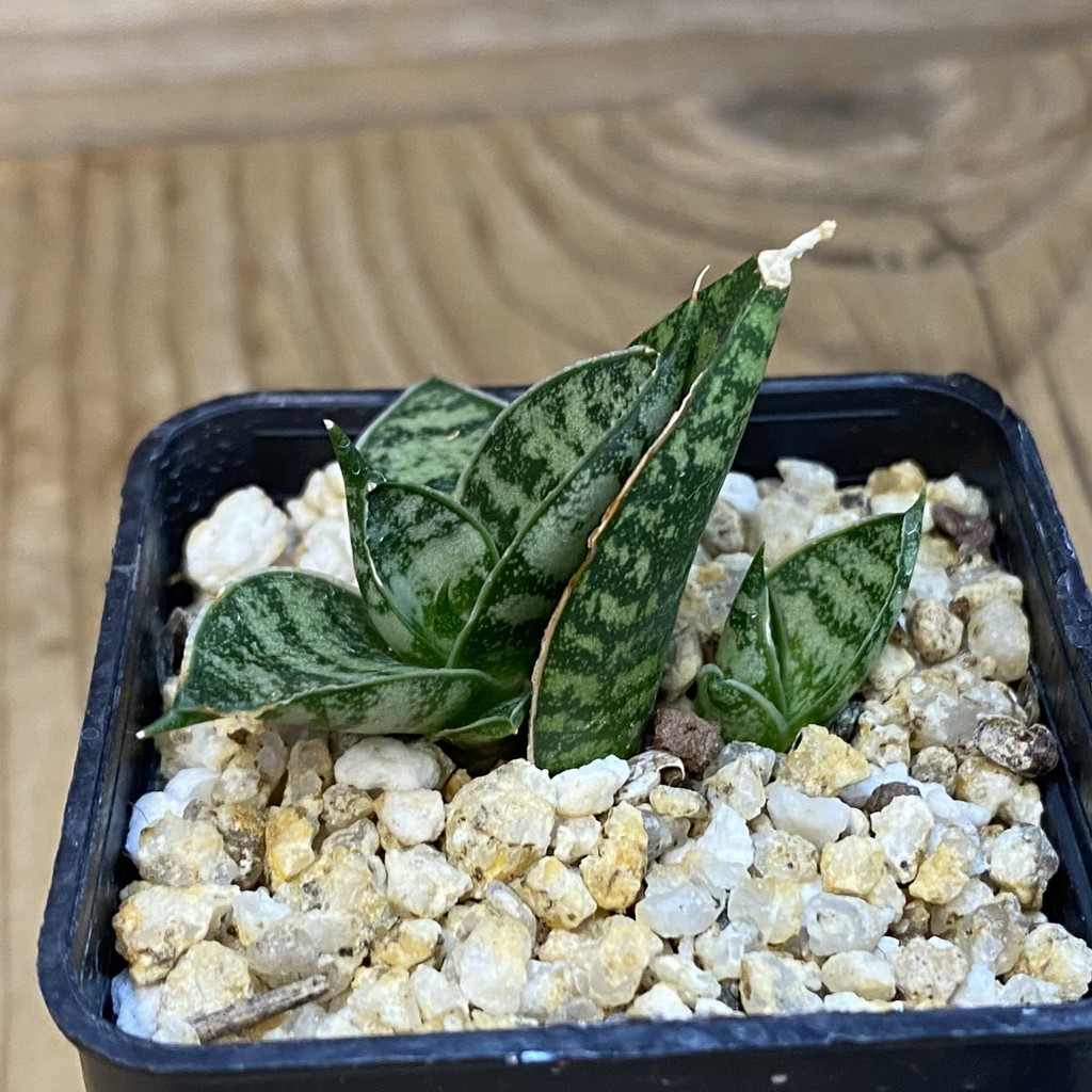 SH38735 Sansevieria hahnii ‘Zebra’ - Image 2