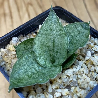 SH38736 Sansevieria ‘Rookie’
