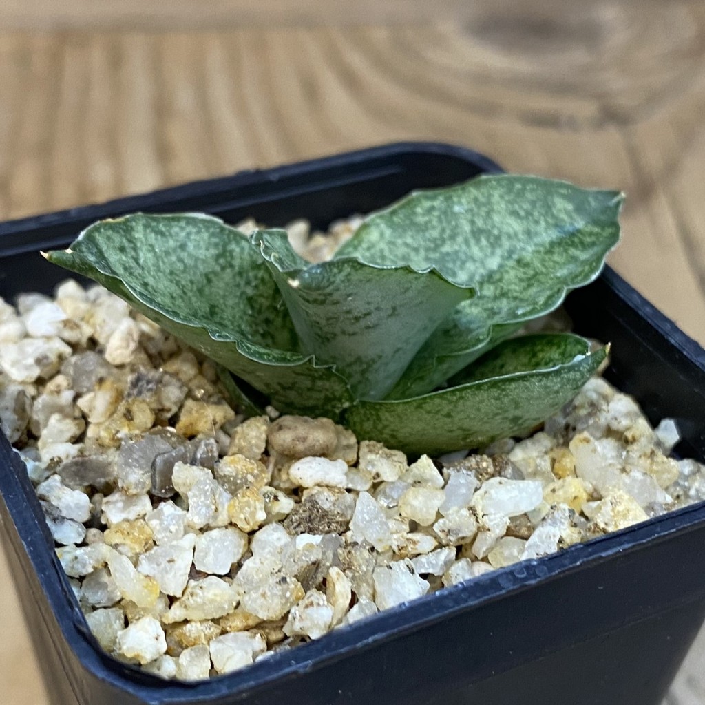 SH38736 Sansevieria ‘Rookie’ - Image 2