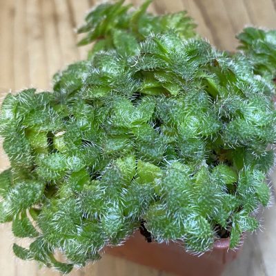 SH38737 Crassula setulosa