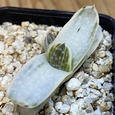 SH38738 Gasteria 'Sakura Fuji'