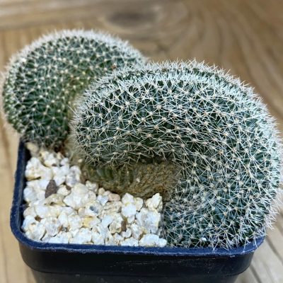 SH38739 Lobivia densispina f. cristata