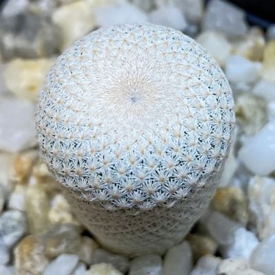SH38740 Epithelantha bokei MMR 287
