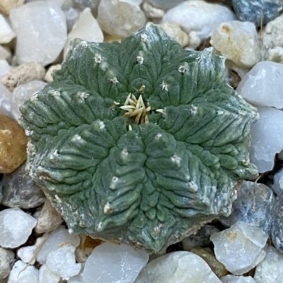 SH38741 Aztekium ritteri VM 619, seedling