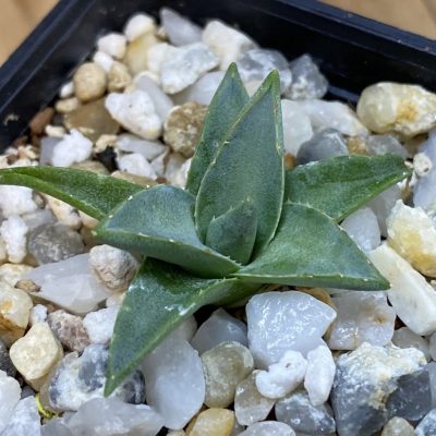 SH38675 Agave filifera x victoriae-reginae compact