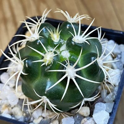 SH38743 Discocactus zehntneri ssp. alagoinhensis, own roots