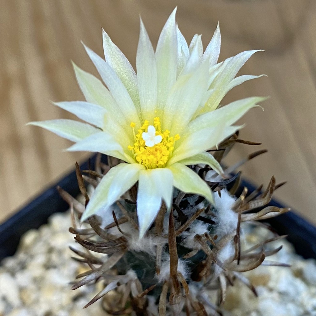 SH38744 Turbinicarpus flaviflorus VM 1016