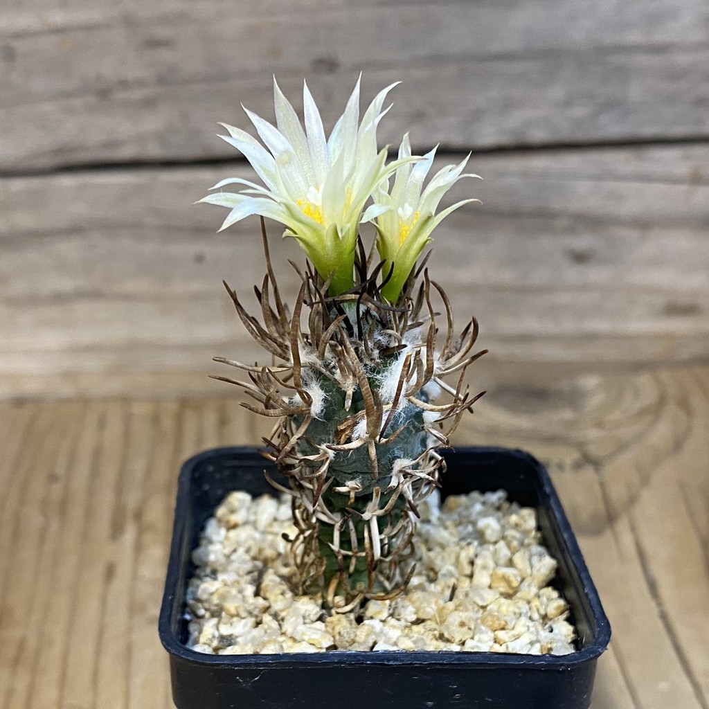 SH38744 Turbinicarpus flaviflorus VM 1016 - Image 2