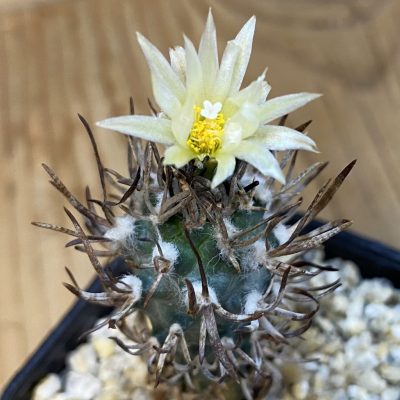 SH38745 Turbinicarpus flaviflorus VM 1016
