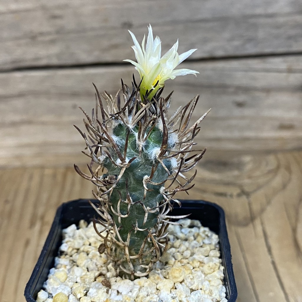 SH38745 Turbinicarpus flaviflorus VM 1016 - Image 2