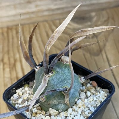 SH38747 Tephrocactus articulatus v. papyracanthus