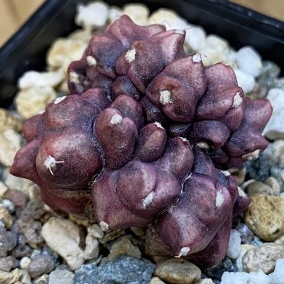SH38748 Gymnocalycium mihanovichii 'Day Dream' f. cristata