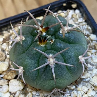 SH38749 Gymnocalycium catamarcense VG 177