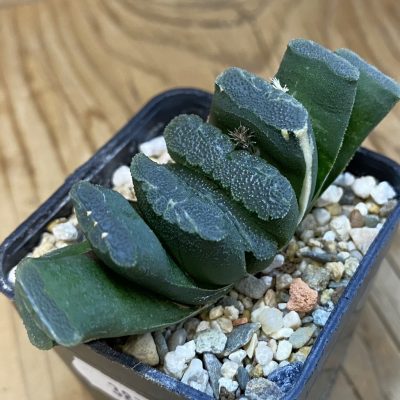 SH38750 Haworthia truncata ex f. variegata