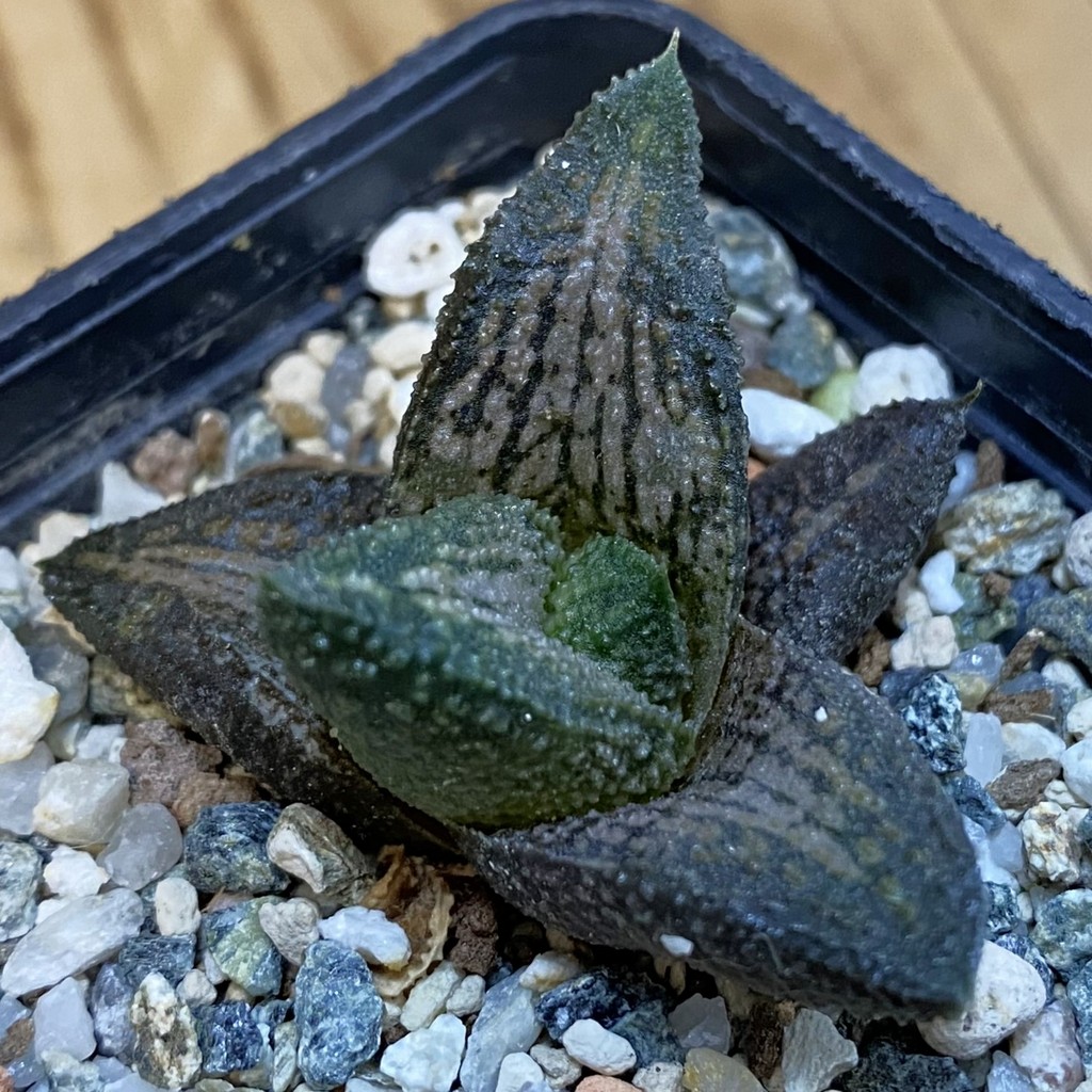 SH38751 Haworthia 'Kintaikyo'