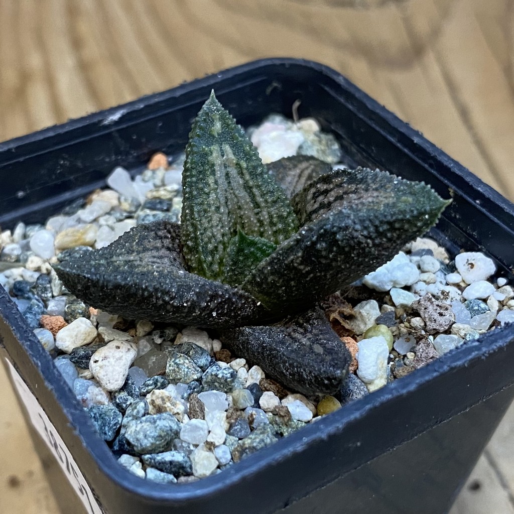 SH38751 Haworthia 'Kintaikyo' - Image 2