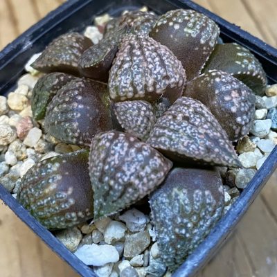 SH38752 Haworthia picta -Japan-