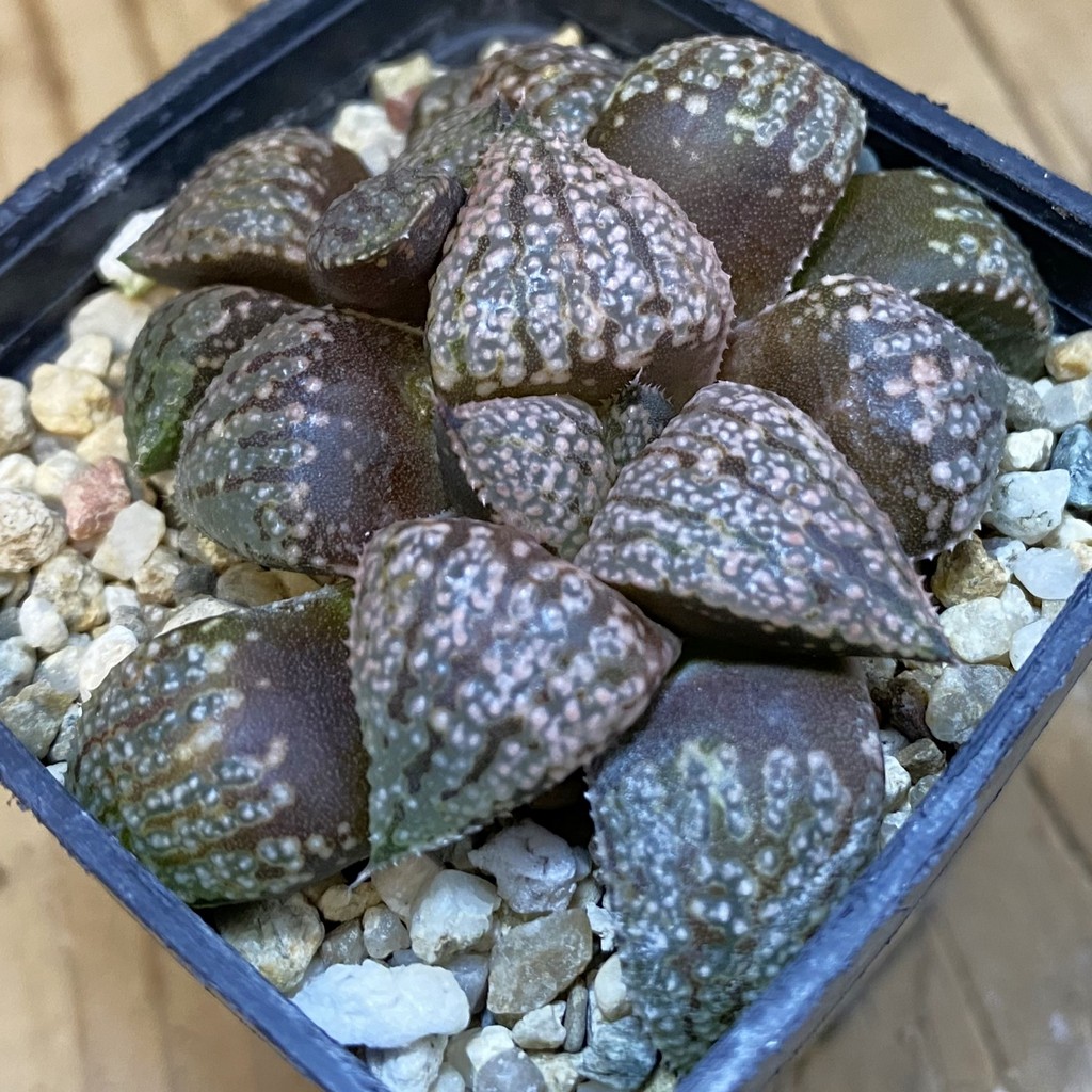 SH38752 Haworthia picta -Japan-
