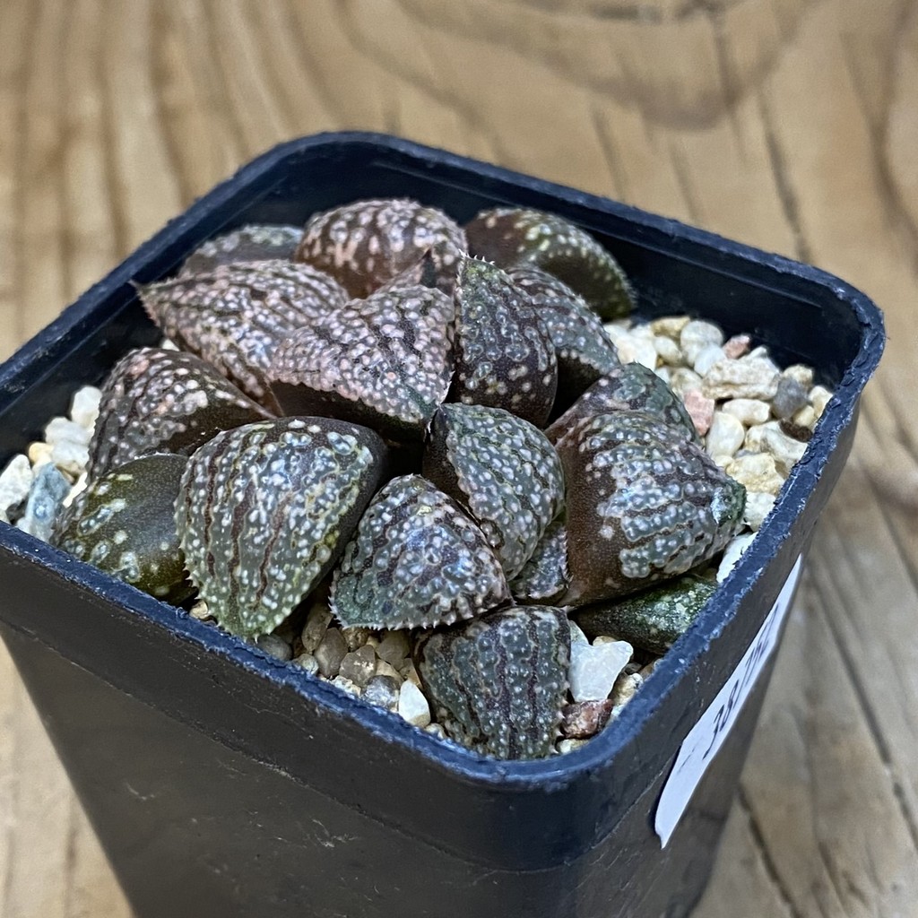 SH38752 Haworthia picta -Japan- - Image 2