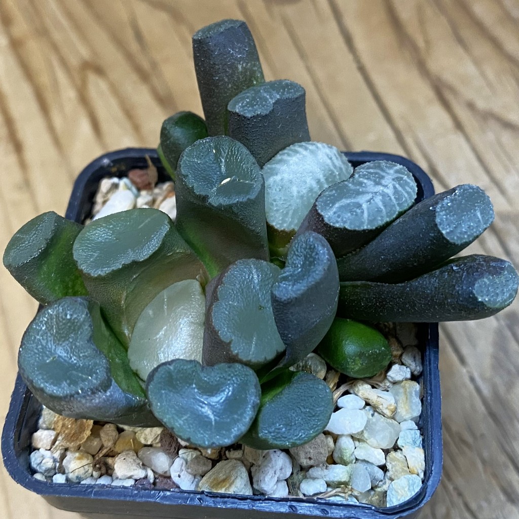 SH38753 Haworthia truncata + maughanii