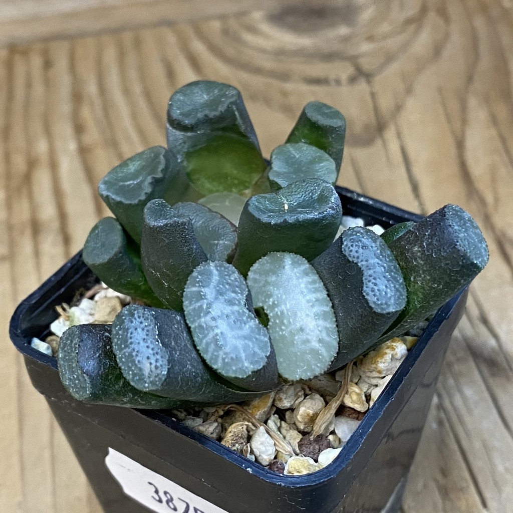 SH38753 Haworthia truncata + maughanii - Image 2