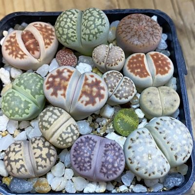 SH38682 Lithops mix