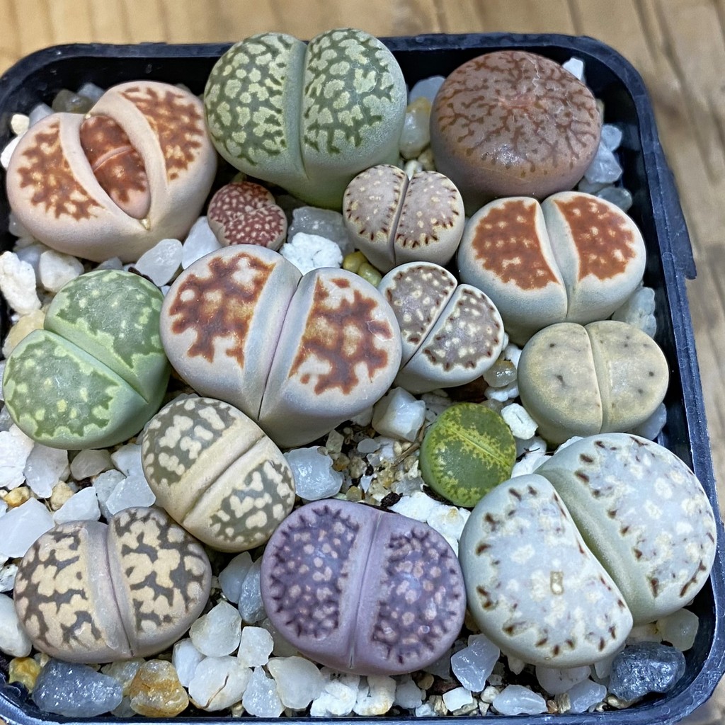 SH38682 Lithops mix
