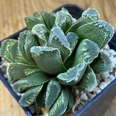 SH38755 Haworthia truncata x springbokvlakensis