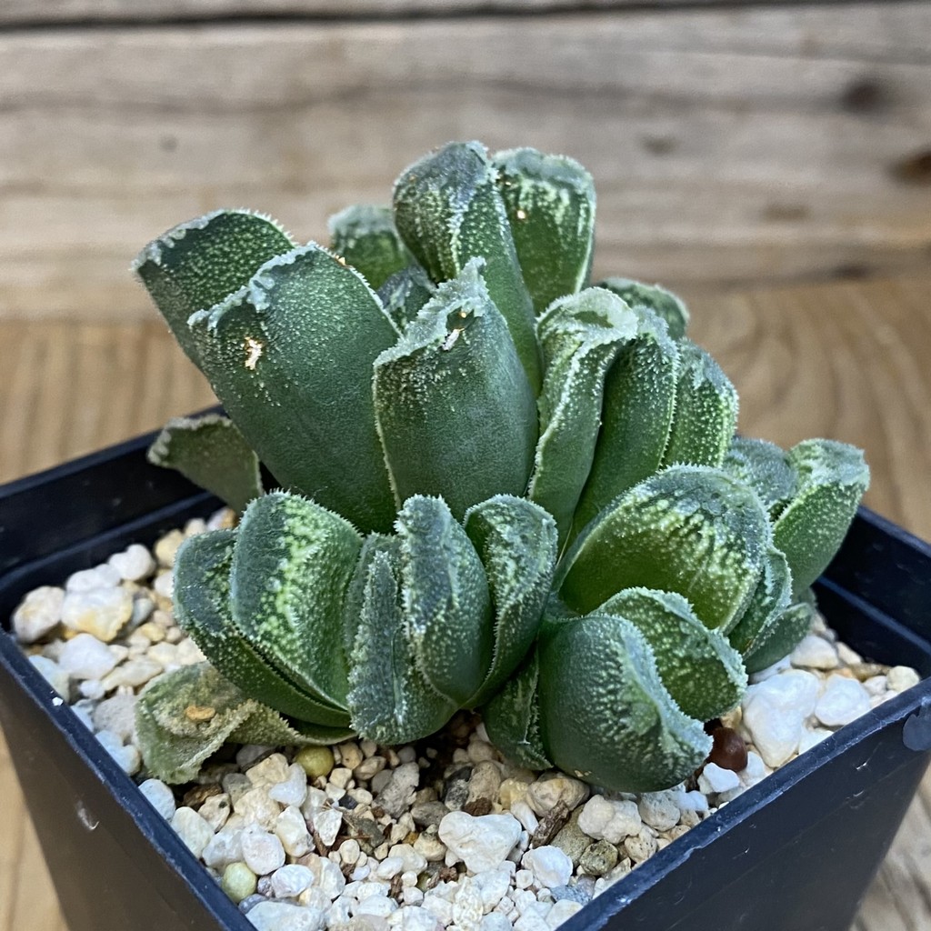 SH38755 Haworthia truncata x springbokvlakensis - Image 2