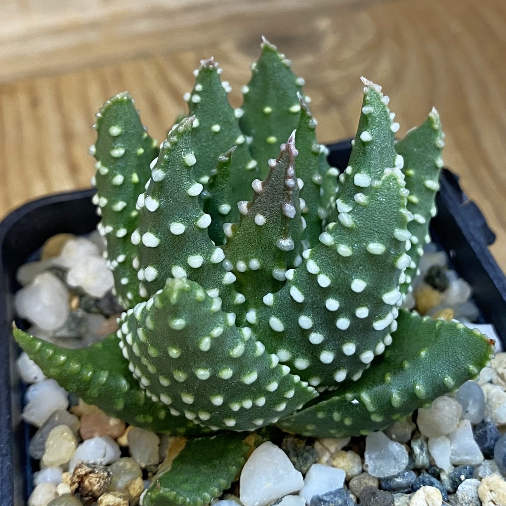 SH38756 Haworthia pumila, compact form