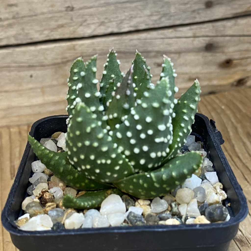 SH38756 Haworthia pumila, compact form - Image 2