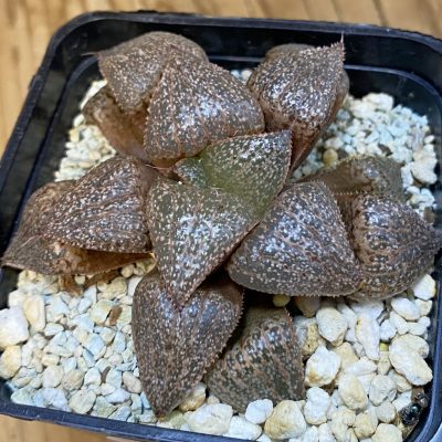 SH38757 Haworthia splendens 'Hana Aoi'