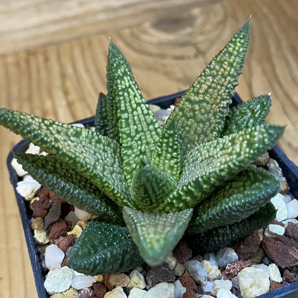 SH38758 Haworthia 'Marble Queen'