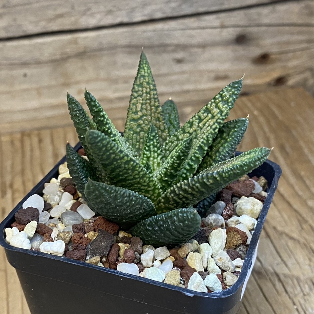 SH38758 Haworthia 'Marble Queen' - Image 2