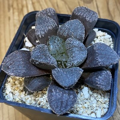 SH38760 Haworthia 'Mordor'