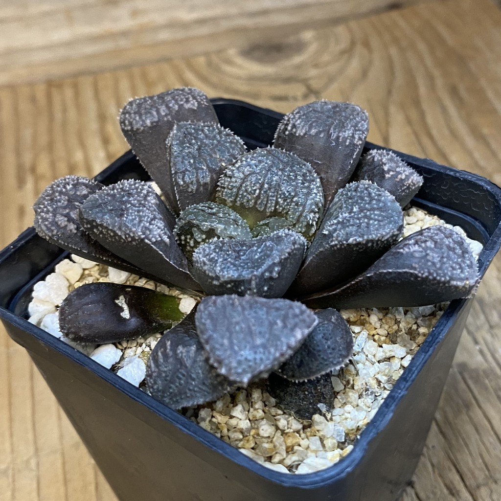 SH38760 Haworthia 'Mordor' - Image 2