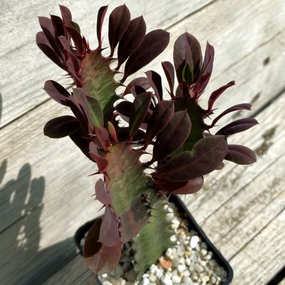 SH38683 Euphorbia trigona ‘Rubra’
