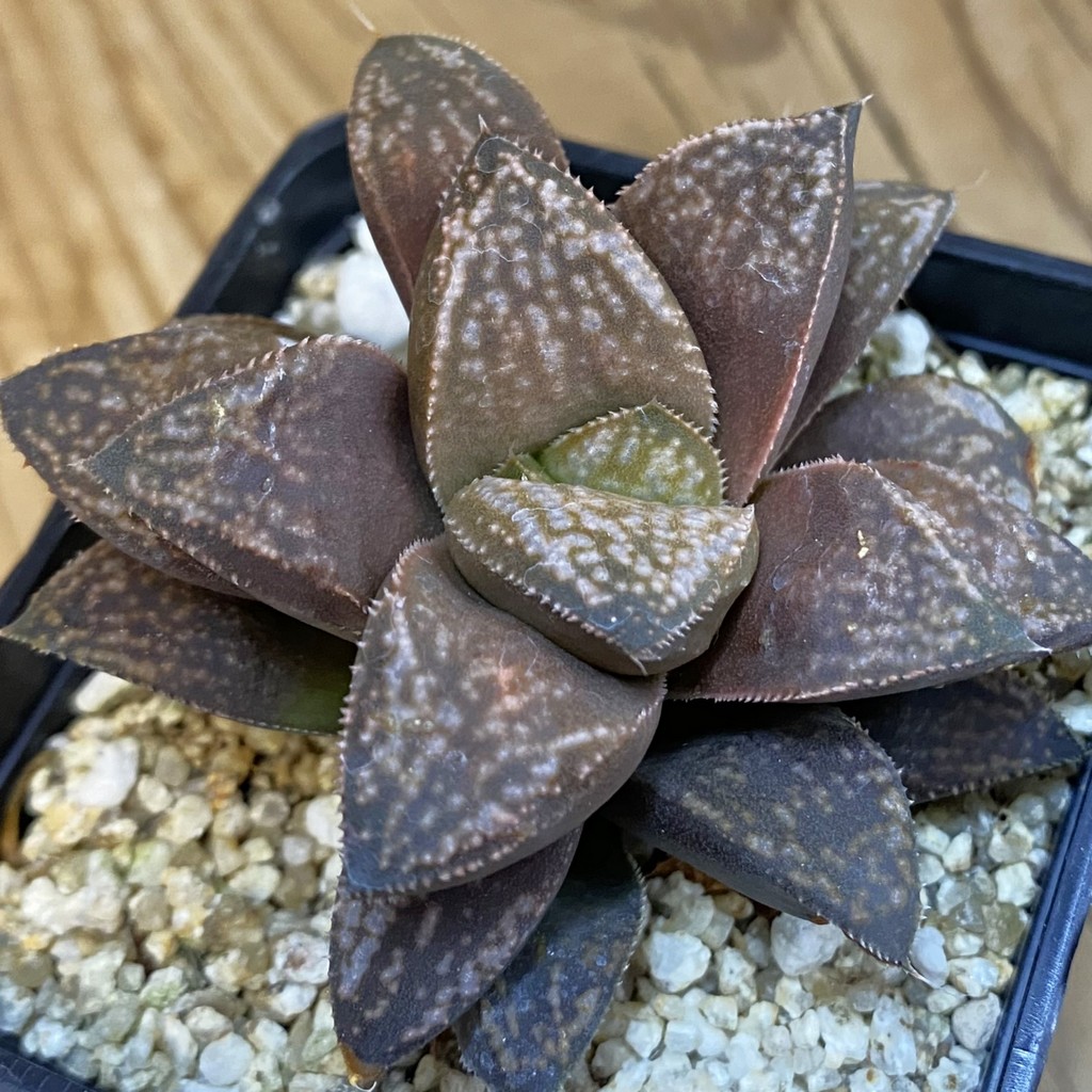 SH38761 Haworthia splendens ‘Hakuja’
