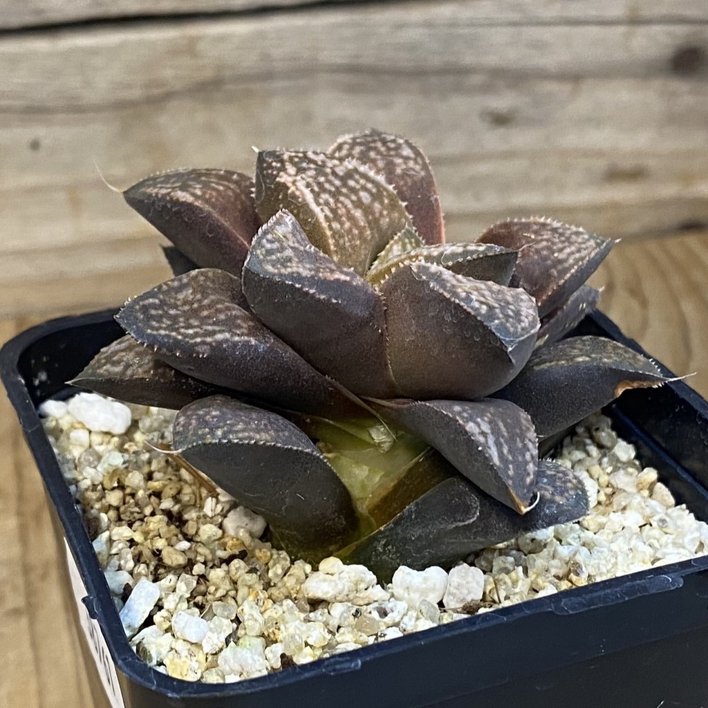 SH38761 Haworthia splendens ‘Hakuja’ - Image 2