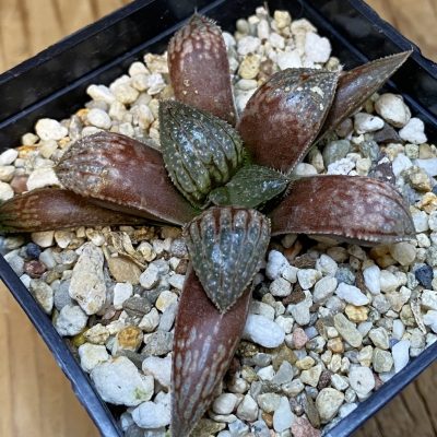 SH38762 Haworthia ‘Ginsekai’ HWX 28