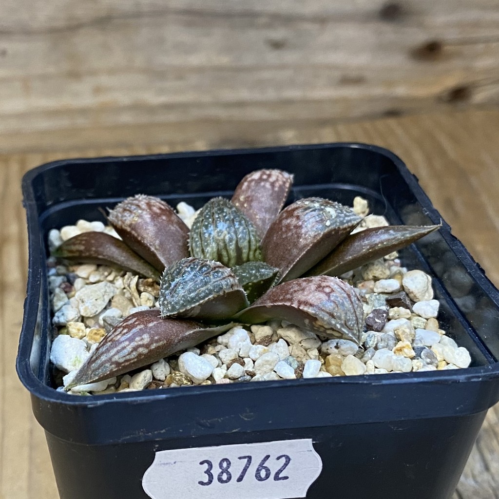 SH38762 Haworthia ‘Ginsekai’ HWX 28 - Image 2