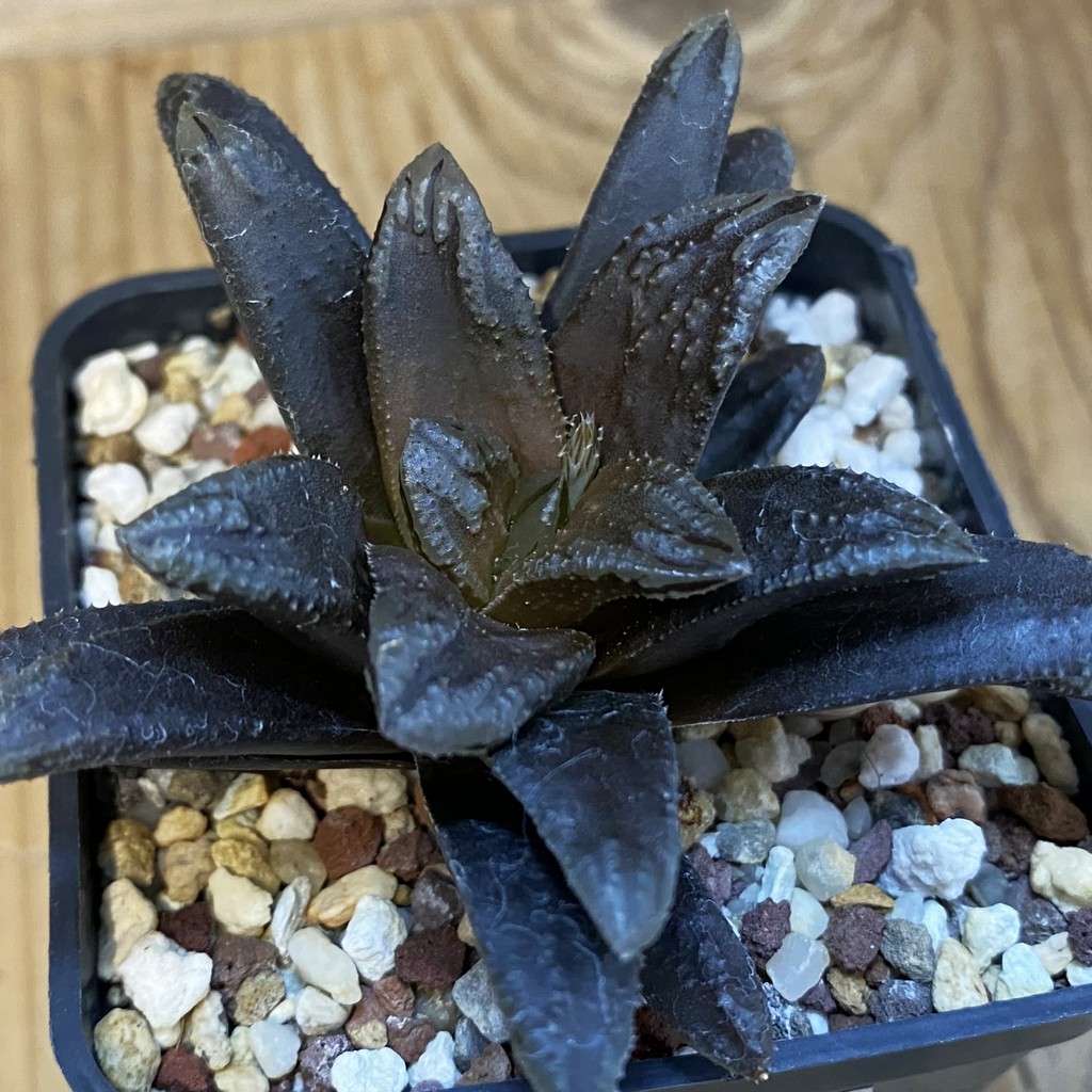 SH38763 Haworthia 'Oniyome'