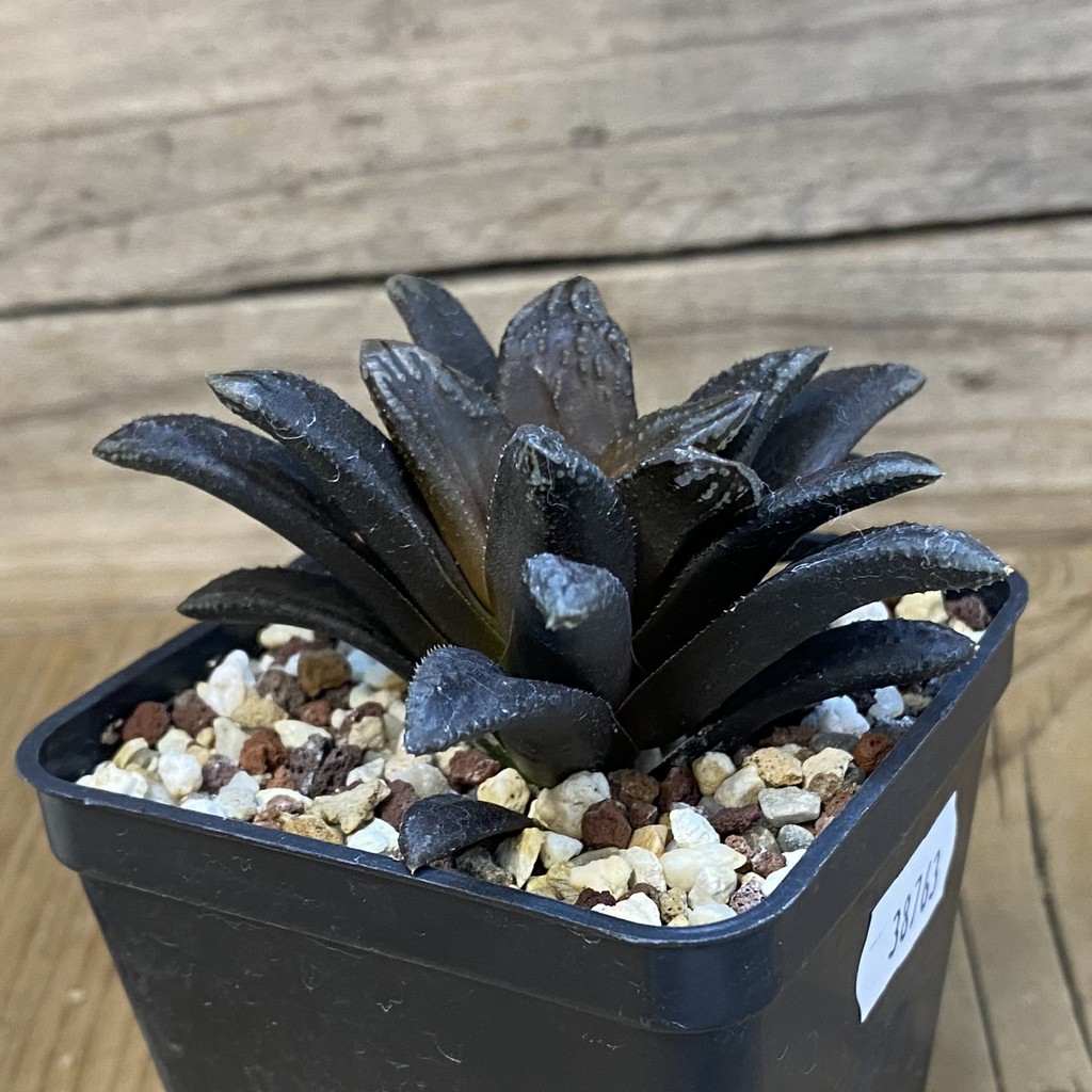 SH38763 Haworthia 'Oniyome' - Image 2