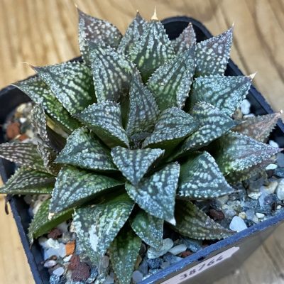 SH38764 Haworthia 'Black Major' x splendens