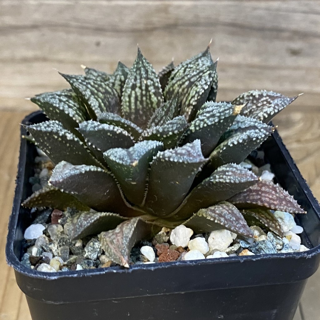 SH38764 Haworthia 'Black Major' x splendens - Image 2