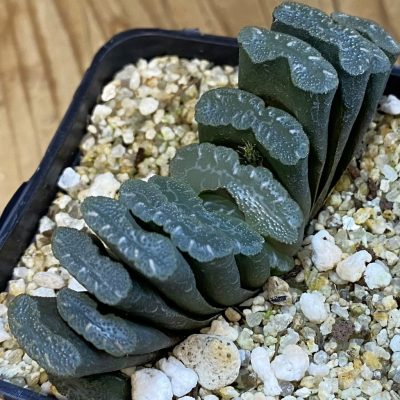 SH38765 Haworthia truncata SH