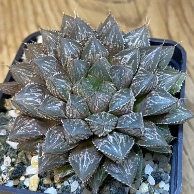 SH38766 Haworthia 'Mirror Ball'
