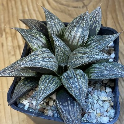 SH38767 Haworthia 'Bev's Wonder' hybrid